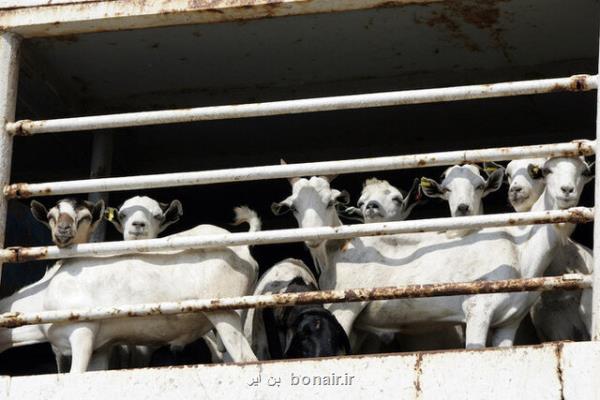 ایرانیان در حج چقدر قربانی کردند ؟